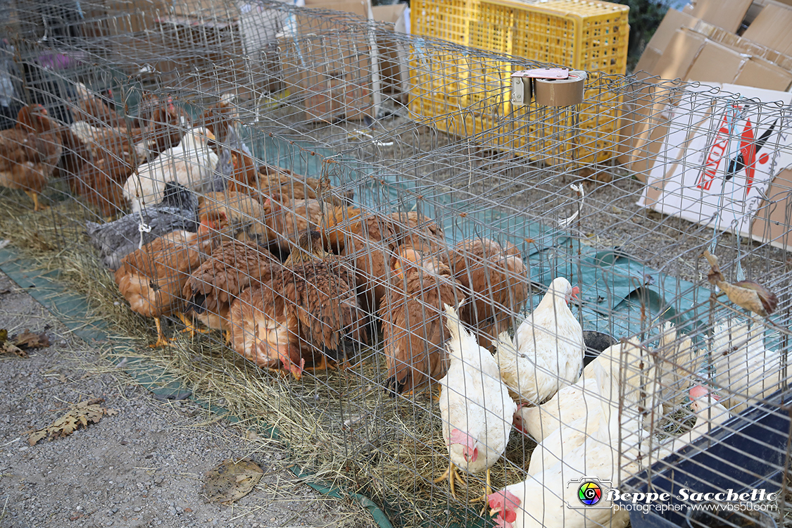 VBS_6256 - 10.ma Fiera Nazionale del Tartufo e Fiera dei Santi.jpg